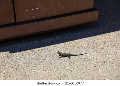 A Common Sagebrush Lizard On A Cemented Area.