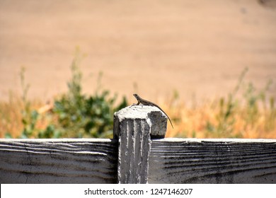 Common Sagebrush Lizard Perched On White Picket Fence In Southern California Desert