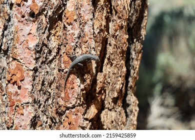 A Common Sagebrush Lizard (sceloporus Graciosus) On The Bark Of A Pine Tree In Big Bear, California.