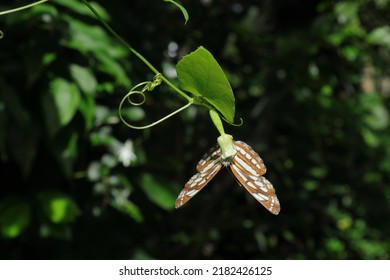 A Common Sailor butterfly collecting nectar from a hanging Creeping Cucumber flower, butterfly feeds on nectar from flower while showing its ventral side in sunlight