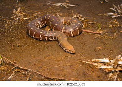 Common Sand Boa, Eryx Conicus. Boidae. Non Venomous. Kolhapur, Maharashtra