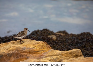 Common Sandpiper, Actitis hypoleucos, isolated portrait while wading along rocks beside the sea in scotland.