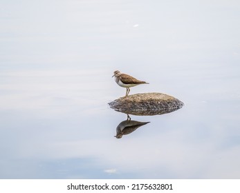 Common sandpiper, Actitis hypoleucos, resting lake shore with reflection in water. The common sandpiper, Actitis hypoleucos, is a small Palearctic wader