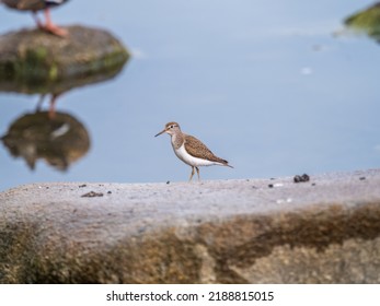 Common sandpiper, Actitis hypoleucos, resting lake shore under raindrops. The common sandpiper, Actitis hypoleucos, is a small Palearctic wader