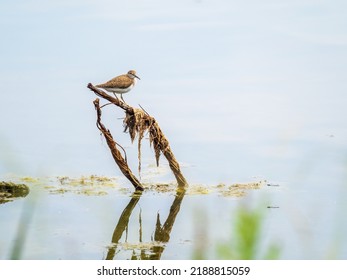 Common sandpiper, Actitis hypoleucos, resting lake shore with reflection in water. The common sandpiper, Actitis hypoleucos, is a small Palearctic wader
