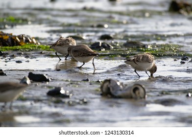 Common Sandpiper Bird, Foraging At Low Tide, South Coast, England, UK, Europe.