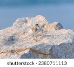 A common sandpiper bird seen walking on a rock…