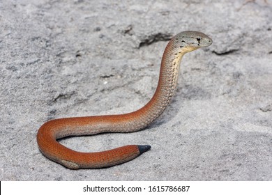 Common Scaly-foot Legless Lizard With Re-grown Tail