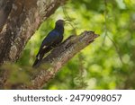 Common Scimitarbill - Rhinopomastus cyanomelas, African scimitar bill bird in Kruger national park, South Africa ;  family of Phoeniculidae