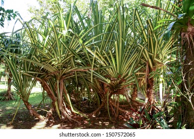 Common Screw Pine Native To Madagascar