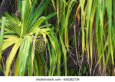 The Common Screwpine (Pandanus Utilis)