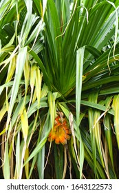 Common Screwpine Tree And Fruits