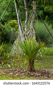 Common Screwpine Tree And Fruits