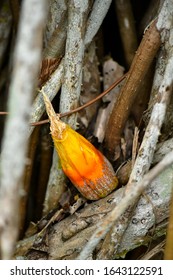 Common Screwpine Tree And Fruits