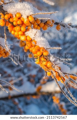 Common Sea Buckthorn (Hippophae rhamnoides) in orchard