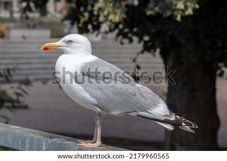 Common sea gull in whole figure profile standing on rail
