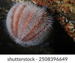 A Common Sea Urchin (also known as Edible Sea Urchin) on an overhang  covered in sea squirts and sponges