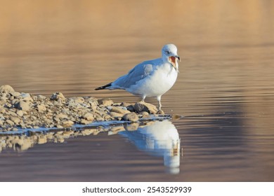 A common seagull stands at the edge of a pond with its beal open casting its reflection in the calm water near Liberty Lake, Washington. - Powered by Shutterstock