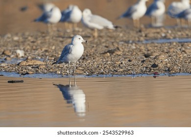 A common seagull stands at the edge of a pond casting its reflection in the calm water near Liberty Lake, Washington. - Powered by Shutterstock