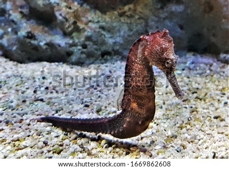 The common seahorse (estuary seahorse, yellow seahorse, spotted seahorse) in marine aquarium. Hippocampus kuda is a species of fish in the family Syngnathidae.