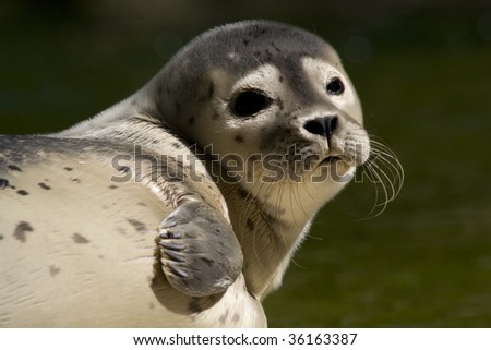 common seal Stock foto © 