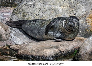 Common seal also known as harbor seal. Latin name - Phoca vitulina
