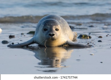 Common seal known also as Harbour seal, Hair seal or Spotted seal  (Phoca vitulina) pup lying on the beach. Helgoland, Germany