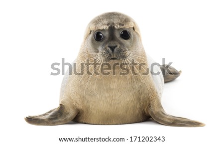 Common seal lying, facing, Phoca vitulina, 8 months old, isolated on white