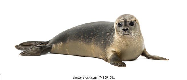 Common seal lying, looking at the camera, Phoca vitulina, 8 months old, isolated on white - Shutterstock ID 749394061