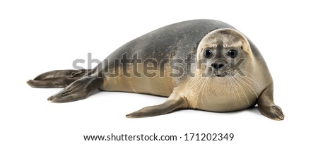 Common seal lying, Phoca vitulina, 8 months old, isolated on white