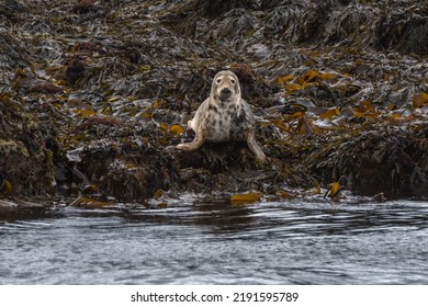 Common Seal Near Isle Of Mull Inner Hebrides Scotland UK