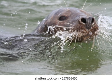 Common Seal In Norfolk