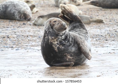 Common Seal In Norfolk