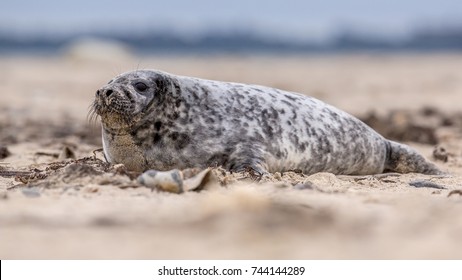 Common Seal (Phoca Vitulina) Sideview Of One Animal Looking Curious In Camera While Lying On Beach With Ocean In Background