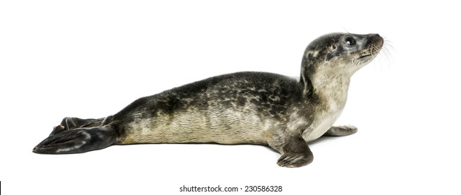 Common Seal Pup, Isolated On White