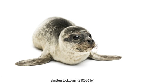 Common Seal Pup, Isolated On White