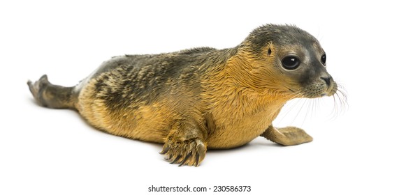 Common Seal Pup, Isolated On White