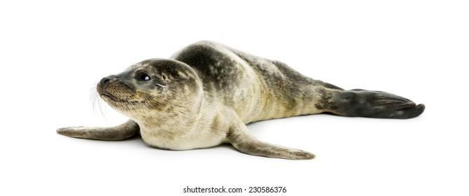 Common Seal Pup, Isolated On White