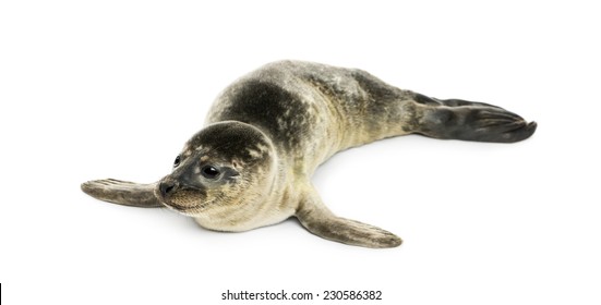 Common Seal Pup, Isolated On White