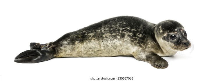 Common Seal Pup, Isolated On White