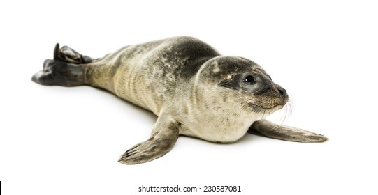 Common Seal Pup, Isolated On White