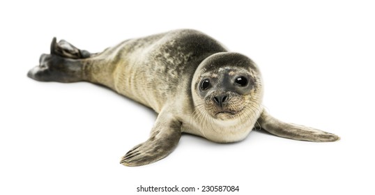 Common Seal Pup, Isolated On White