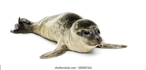 Common Seal Pup, Isolated On White