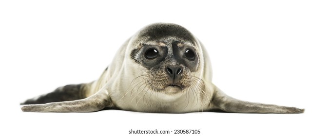 Common Seal Pup, Isolated On White