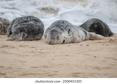 Common seal pup, Phocina vitulina, resting on sand beach, UK Image taken at distance and cropped - Powered by Shutterstock