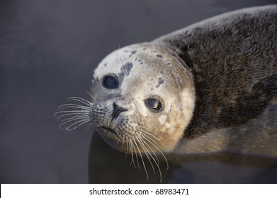 Common Seal Pup Portrait. Portrait of a young wild Common or Harbor Seal resting in water with the sky and sea reflecting in its eye.