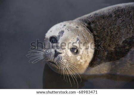 Common Seal Pup Portrait. Portrait of a young wild Common or Harbor Seal resting in water with the sky and sea reflecting in its eye.