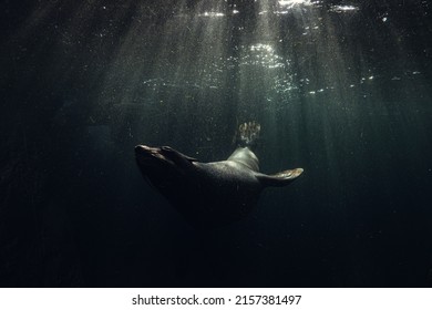 A Common Seal Swimming Underwater