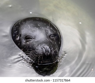 Common seal winking