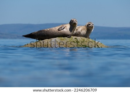 Common seals also known as Harbour seals, Hair seals or Spotted seals (Phoca vitulina) lying on a rock. Isle of Arran, Scotland